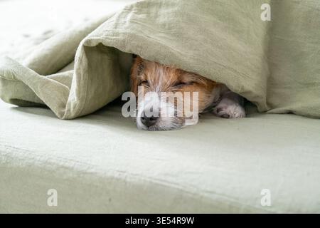 Jack-Russell-Terrier-Welpe schläft unter grüner Decke auf dem Bett. Kleiner Hund in gemütlichem Schlafzimmer. Niedliches Haustier, das sich unter dem Bettbezug versteckt. Haustier Stockfoto