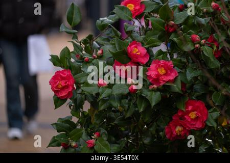 Rote Kamelienblüten mit grünen Blättern im urbanen Garten Frühlingsblüte Stockfoto
