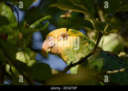 Ein gelbköpfiger amazonas-Papagei isst ein Stück Apfel, während er sich aus nächster Nähe zwischen grünen Blättern befindet. Stockfoto