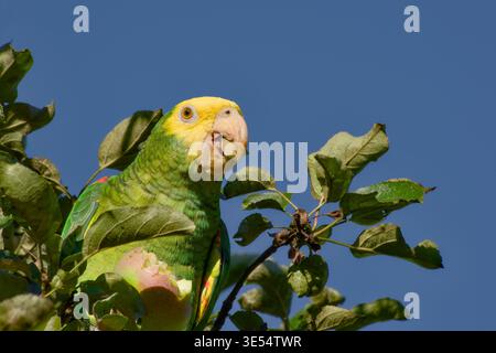 Gelbköpfiger amazonas ernährt sich von Apfel, während er auf einem Baum sitzt und ein Stück Apfel im Schnabel vor klarem blauem Himmel hält. Stockfoto