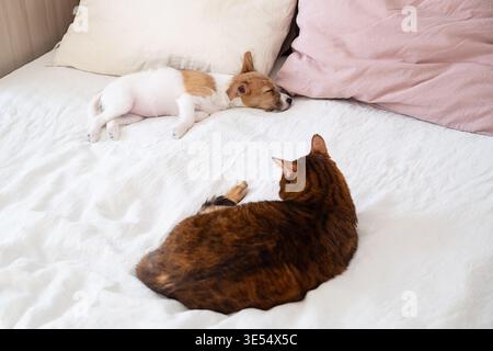 Der Welpe schläft im Bett neben der Katze. Konzept des Zusammenlebens von Tieren in Harmonie und Komfort. Haustierpflege. Stockfoto