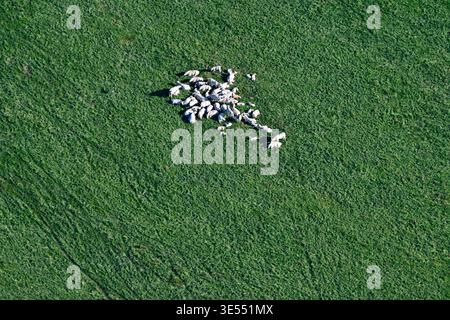 Frankreich, Doubs, Herde von Kühen, die mitten auf einer Weide gesammelt wurden (aus der Vogelperspektive) Stockfoto