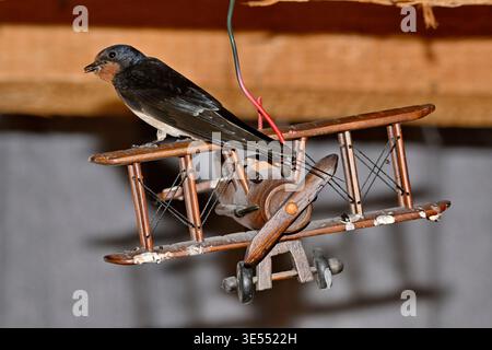 Frankreich, Doubs, Barn Swallow (Hirundo rustica), auf einem Holzmodell, das in einem Keller hängt Stockfoto
