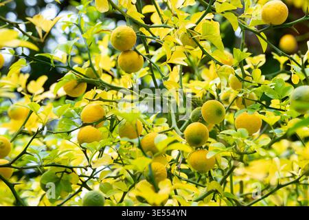Hellgelbe, orangene Frucht an Dornzweigen des harten Orangenbaums. Eine kältebeständige Zitrusfrucht Stockfoto