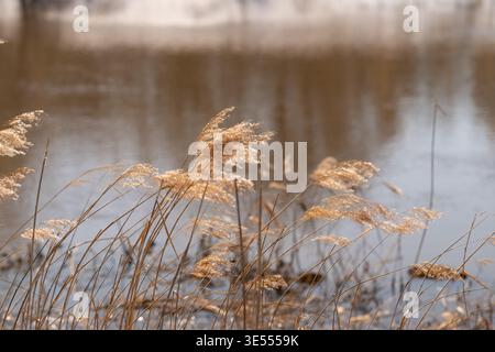 Schwebendes Schilf in der Flussbrise, dynamische Bewegungen mit verschwommenen Stielen, glitzernde Highlights auf den Spitzen, matschige Ufer und schmelzender Schnee im Hintergrund, na Stockfoto