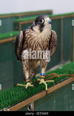Falken zur Jagd, Falken Souq, Altstadt von Doha, Souq Waqif, Katar, Katar Stockfoto
