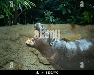 Ein Pygmäen-Hippopotamus mit dunkler Haut, um seine große Tusk und Zähne zu zeigen. Stockfoto