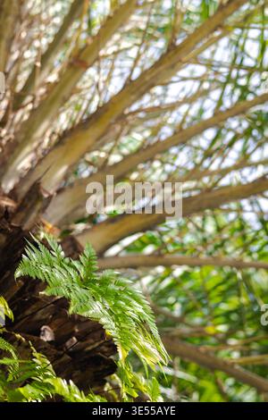 Hellgrüner Farnwedel, der von der Basis eines Palmenstamms wächst. Stockfoto