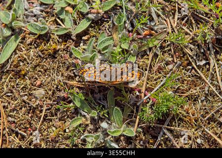 melitaea athalia-Schmetterling auf Waldboden, Saaremaa, Estland, Europa. Stockfoto