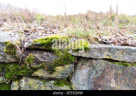 Charakteristisches Moos, das auf einer Steinmauer wächst Stockfoto