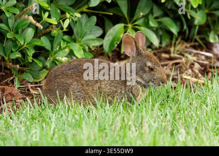 Marsh Rabbit in Orlando, USA Stockfoto