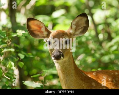 Weißschwanzhirsch in Wien USA Stockfoto