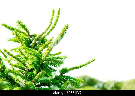 Fichte (Picea abies) junge Zweige mit frischen Nadeln. Makro von immergrünen Nadelbäumen für die Forstwirtschaft, die holzverarbeitende Industrie und die Umwelt Stockfoto