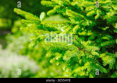 Fichte (Picea abies) junge Zweige mit frischen Nadeln. Makro von immergrünen Nadelbäumen für die Forstwirtschaft, die holzverarbeitende Industrie und die Umwelt Stockfoto