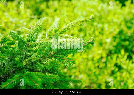 Fichte (Picea abies) junge Zweige mit frischen Nadeln. Makro von immergrünen Nadelbäumen für die Forstwirtschaft, die holzverarbeitende Industrie und die Umwelt Stockfoto