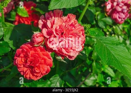 Hybrid-Busch im Pfingstrosenstil mit wunderschönen duftenden Blüten und Laub. Zierpflanze für Landschaftsgestaltung, Gartenbau und romantisches Geschenkkonzept in A n Stockfoto