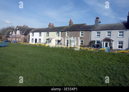 Narzissen wachsen vor Reihenhäusern im Dorf Ravenglass an der West Cumbrian Coast, dem Lake District Cumbria England Stockfoto