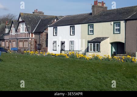 Narzissen wachsen vor Reihenhäusern im Dorf Ravenglass an der West Cumbrian Coast, dem Lake District Cumbria England Stockfoto