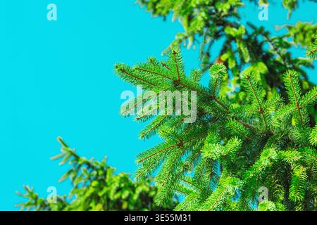 Fichte (Picea abies) junge Zweige mit frischen Nadeln. Makro von immergrünen Nadelbäumen für die Forstwirtschaft, die holzverarbeitende Industrie und die Umwelt Stockfoto