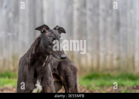 windhund steht vor einem Holzzaun Stockfoto
