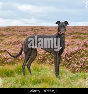 Ex-windhund-Rennhund auf einem Moorland, das mit Heidekraut bedeckt ist Stockfoto