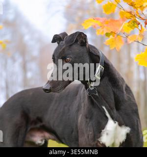 Ex-rennhund in Herbstbäumen Stockfoto