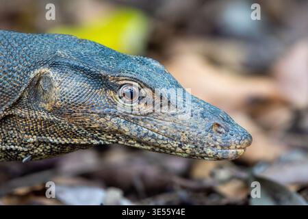 Indomalayan Water Monitor (Varanus salvator) Nahaufnahme Porträt in Singapur. Stockfoto