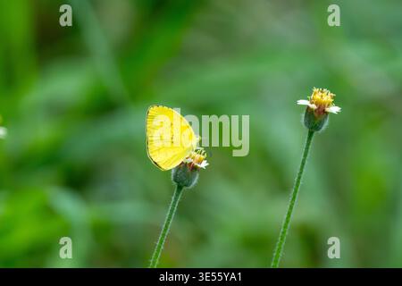 Gemeiner Grasgelb (Eurema Hekabe) Schmetterling in Singapur. Stockfoto