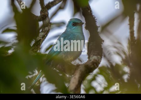 Verditer Fliegenfänger (Eumyias thalassinus) mit kupferblauem Gefieder. Stockfoto