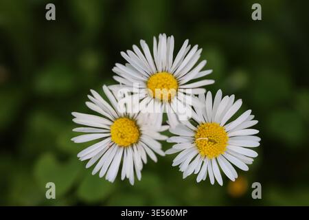 Blick von oben auf wilde Gänseblümchen im Feld im Frühling Stockfoto