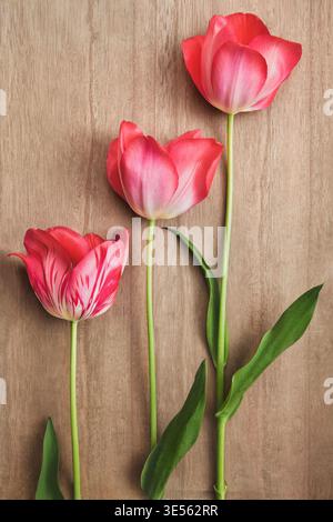 Drei frische rosa und rote Tulpen auf hölzernem Hintergrund mit Kopierraum Stockfoto