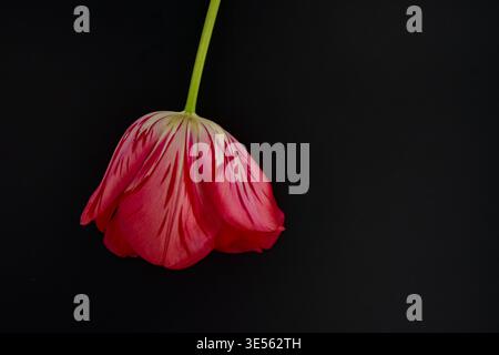 Einzelne mehrfarbige Tulpenblume Nahaufnahme auf schwarzem Hintergrund Stockfoto