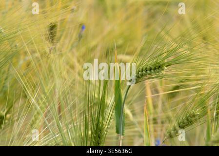 Nahaufnahme grüner Weizenspitzen in einem sonnendurchfluteten Feld, sanft verschwommener goldener Hintergrund, der eine friedliche Sommerszene schafft. Stockfoto