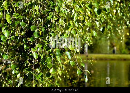 Grüne Birkenblätter auf einem Baum in einem Outdoor Park mit einem Teich in der Ferne im Herbst Stockfoto