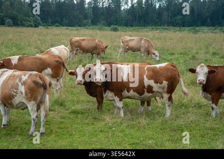 Eine Gruppe brauner und weißer Kühe, die an einem bewölkten Tag auf einer grünen Weide weiden, mit einem Wald im Hintergrund und ruhiger ländlicher Atmosphäre. Stockfoto