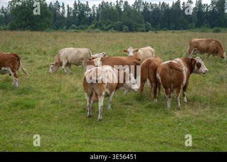 Eine Gruppe von Kühen weidet und steht auf einer üppigen grünen Weide an einem bewölkten Tag, mit einer Waldkulisse und friedlicher ländlicher Atmosphäre. Stockfoto