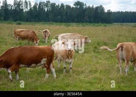 Eine Gruppe brauner und weißer Kühe, die an einem Sommertag auf einem grünen Feld weiden und stehen, umgeben von Wald. Stockfoto