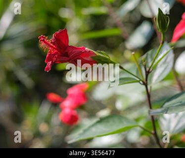 Rote Blume des chinesischen Hibiskus (Hibiscus rosa-sinensis) an einem Stamm mit Knospen und Laub in einem Garten, Kairo, Ägypten Stockfoto