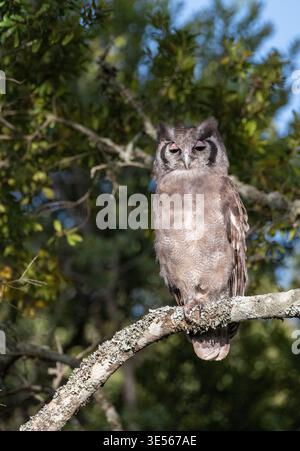 Verreaux-Uhu (Bubo lacteus) mit den markanten pinken Augenlidern deutlich sichtbar Stockfoto