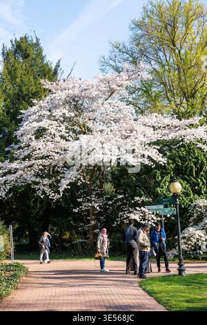 Blühender japanischer Kirschbaum in der Flora, dem botanischen Garten von Köln. Blauer japanischer Kirschbaum in der Flora, dem Botanischen Stockfoto