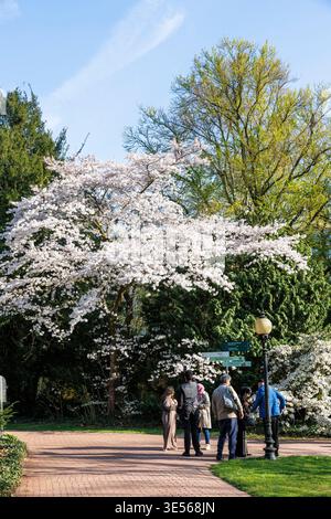 Blühender japanischer Kirschbaum in der Flora, dem botanischen Garten von Köln. Blauer japanischer Kirschbaum in der Flora, dem Botanischen Stockfoto