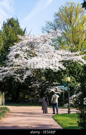 Blühender japanischer Kirschbaum in der Flora, dem botanischen Garten von Köln. Blauer japanischer Kirschbaum in der Flora, dem Botanischen Stockfoto