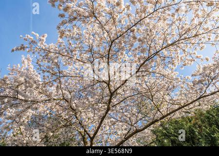 Blühender japanischer Kirschbaum in der Flora, dem botanischen Garten von Köln. Blauer japanischer Kirschbaum in der Flora, dem Botanischen Stockfoto