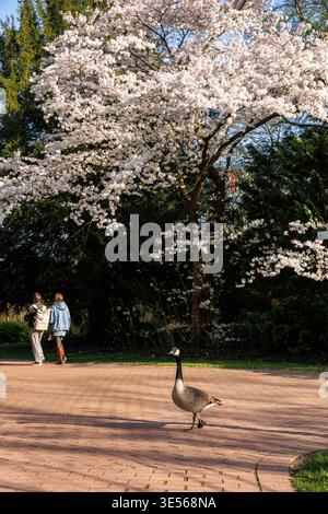 Blühender japanischer Kirschbaum in der Flora, Kanadische Gans, im botanischen Garten von Köln, Deutschland. Blauer japanischer Kirschbaum in der Flora, Stockfoto