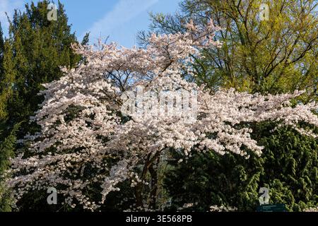 Blühender japanischer Kirschbaum in der Flora, dem botanischen Garten von Köln. Blauer japanischer Kirschbaum in der Flora, dem Botanischen Stockfoto