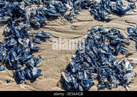 Velella velella ist an einem Strand gestrandet, auch bekannt als Seefahrer, Windsegler, lila Segel oder kleines Segel, Quallen, die in den Sand gespült werden Stockfoto
