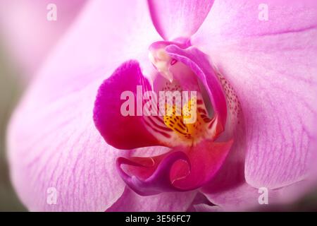 Makro aus rosa Orchideenblüten mit Fokus-Stapelung für Tiefenfokus Stockfoto