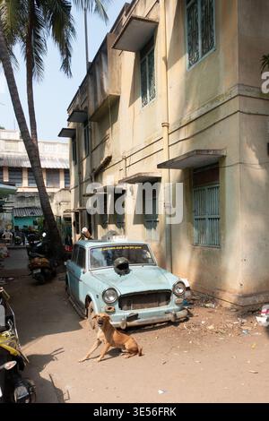 Straßenhund vor einem alten, verfallenen Auto in Tiruchirappalli, Trichy, Tamil Nadu, Indien Stockfoto