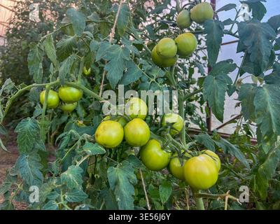 Unreife grüne Tomaten auf einer Rebe in einem Gewächshaus-Konzept von Gartenarbeit und Frischprodukten Stockfoto
