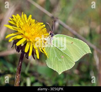 Schwefel männliche Nektarung an Löwenzahnblüte. Harewood Common, Andover, Hampshire, England. Stockfoto